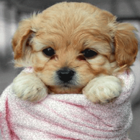 cuki_kutya-002_1346019_5836.gif